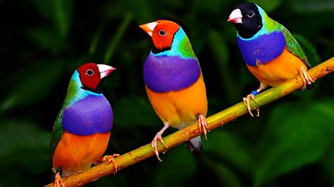 Top 10 Most Beautiful Birds In The World Fabulous Lif
