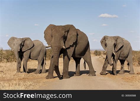 Three Elephants In A Row Free Stock Images And Photos 30500588