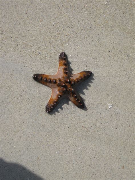 Maybe you would like to learn more about one of these? Chocolate Chip Starfish | chioubacca | Flickr