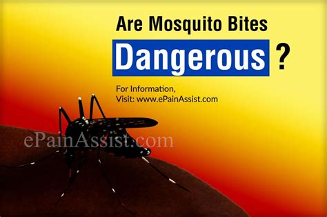Are Mosquito Bites Dangerous