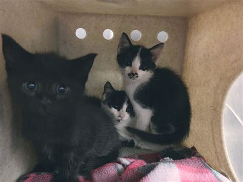Local Animal Shelter Has Reached Capacity For Cats And Kittens