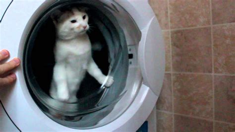 Really Funny Cats In The Washing Machine Youtube