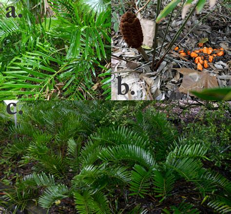 Florida Native Plants Nursery Coontie Ground Cover I Need