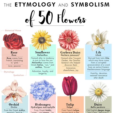 The Etymology And Symbolism Of 50 Flowers In One Poster Flower Meanings Types Of Flowers