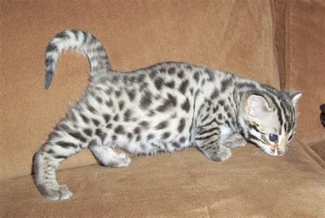 The bengal cat must be at least 4 generations away from the alc to be considered a bengal, otherwise considered a hybrid. Bengal Cat One of The World's Most Expensive Cat ...