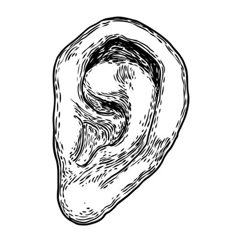 Human Ear Anatomy Body Part In Engraved Hand Drawn Style Styliz Stock