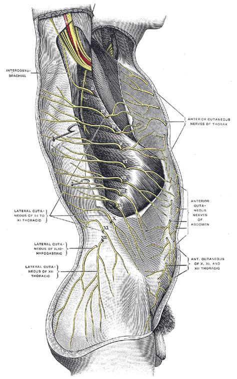 Anatomy Shoulder And Upper Limb Intercostobrachial Nerves