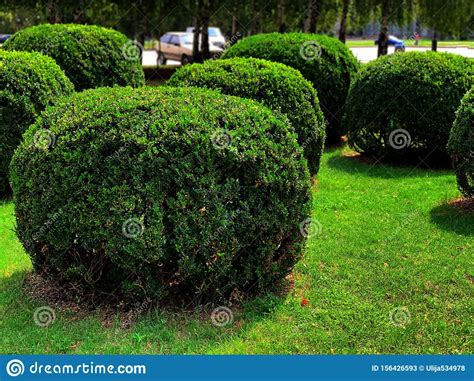 Round Trimmed Bushes In The Park Green Hedge Stock Image Image Of