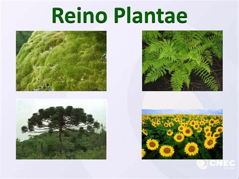 Ppt Reino Plantae Powerpoint Presentation Free Download Id3897550