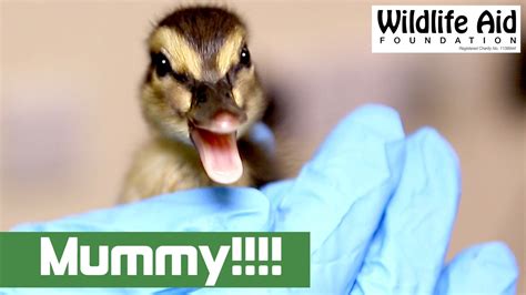 Lost Duckling Finds Its Mum Ducklings Animals Charity