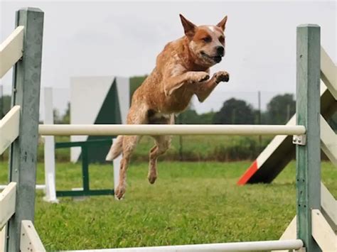 How High Can Cattle Dogs Jump Herding Dog Zone