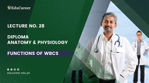 Lectureno28 Diploma Anatomy And Physiology Functions Of Wbcs