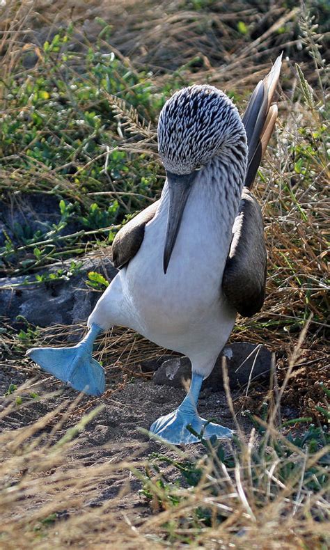 Blue Footed Booby Courtship Dance By Larry Linton