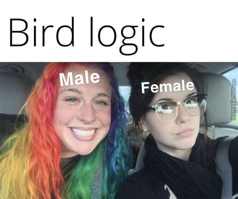 Birds Funny By Likeaboss Meme Center