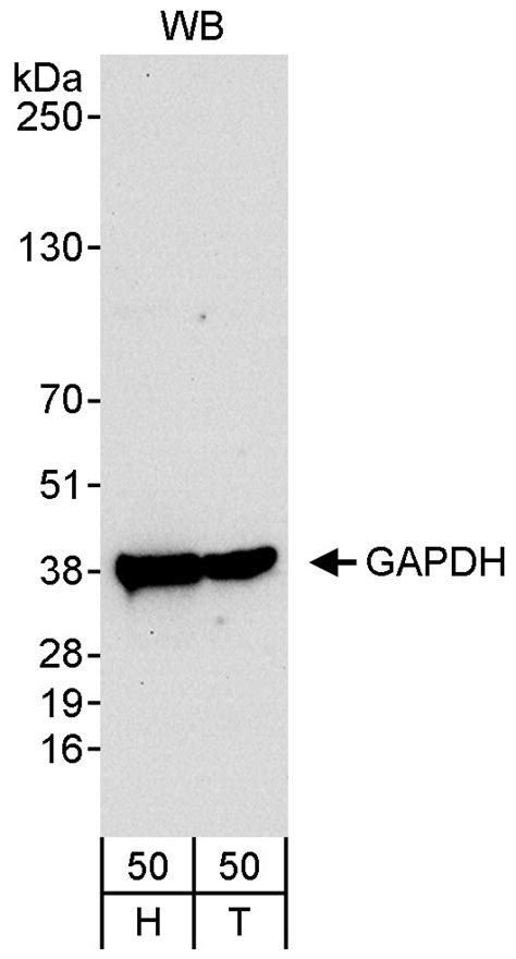 Gapdh Antibody A300 642a
