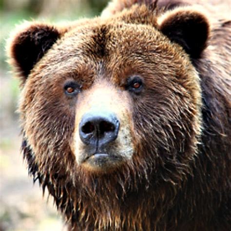 Soldier Mauled By Brown Bear During Training Exercise In