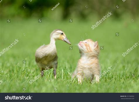 Kitten And Duck Stock Photo 231590992 Shutterstock