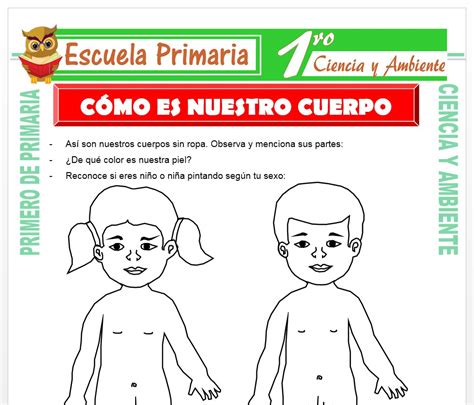 Lista 97 Foto Dibujos Cuerpo Humano Para Niños Para Imprimir Actualizar