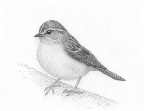 Realistic Pencil Drawings Of Birds Fine Art Blogger