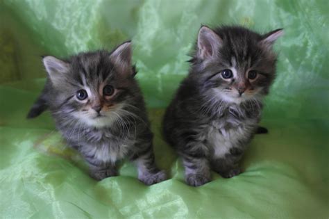Beautiful Brown Tabby Norwegian Forest Cat Kittens