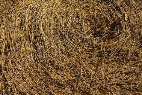 Hay Bale Agriculture Farm Straw Harvest Nature Rural Grass