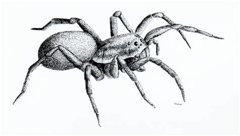 20 Drawing Of A Spider  Shiyuyem
