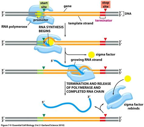 Mécanisme de transcription initiation élongation terminaison ARNpolymérase site d