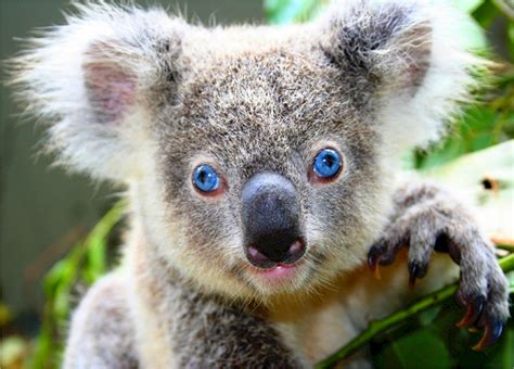 Free Photo Australian Koala Adorable Animal Australia Free