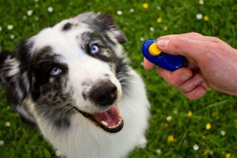 Clicker Training As Easy As 1 2 3 Pet Radio Magazine