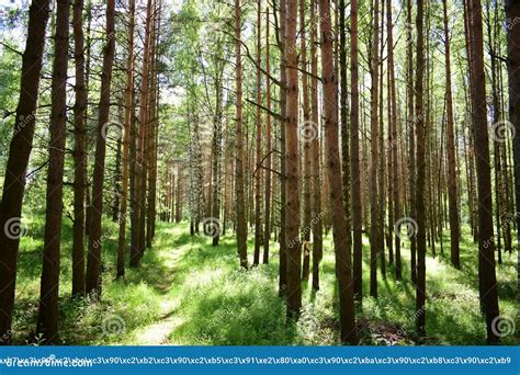 Pine Forest Nature Smooth Rows Of Coniferous Trees Green Grass