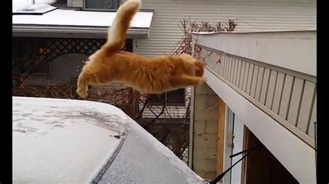 Funny Cat Jump Fail 2015 Doovi