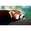 Red Panda Sleeping  HD Desktop Wallpapers 4k