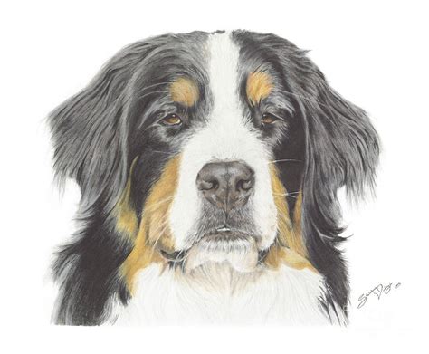 Bernese Mountain Dog Drawing Drawing By Sheldene Visagie