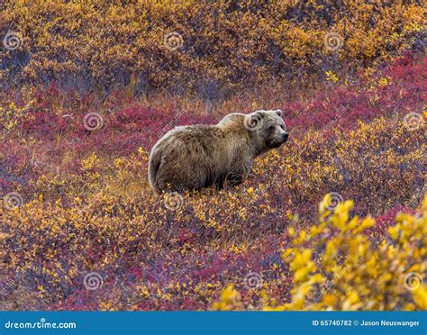 Grizzly Bear In Denali National Park Stock Photo Image Of Brown