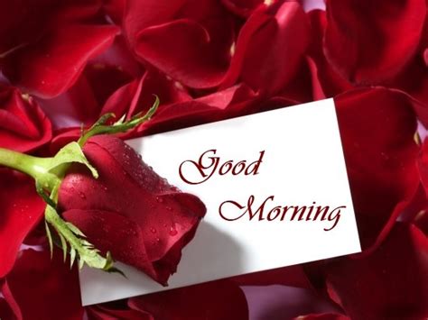 Beautiful good love morning images, pictures, and photos (best collection). good morning love - Mobile wallpapers