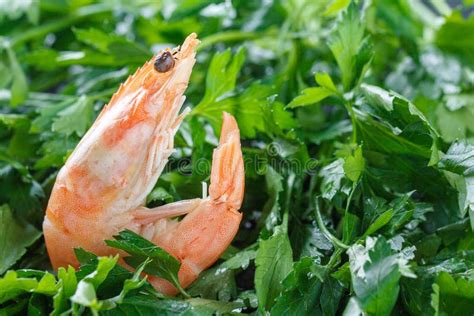 Shrimp In The Green One Raw Shrimp Lies On The Green Parsley Raw