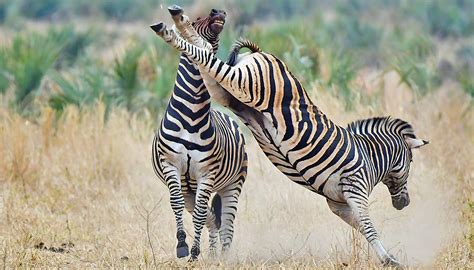 Aggressive Male Zebras Have A Horrifying Dark Side