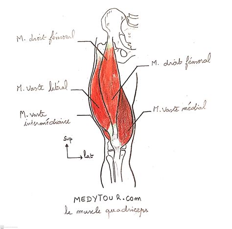 Anatomie Le Muscle Quadriceps Muscle Genoux Anatomie