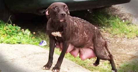Mama Dog And Her Pups Get Amazing Rescue