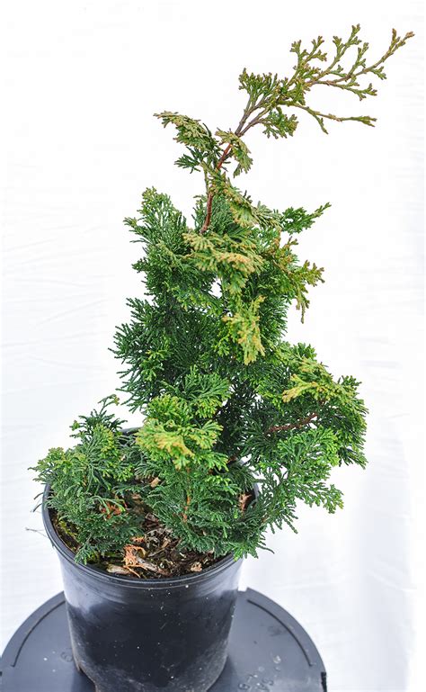Slender Hinoki False Cypress Plants4home