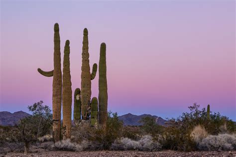 How to Create a Good Composition in a Crowded Desert Scene - Anne ...