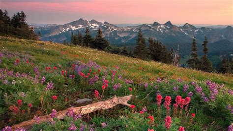 24 Awesome Wildflower Meadow Wallpaper Images Summer Landscape