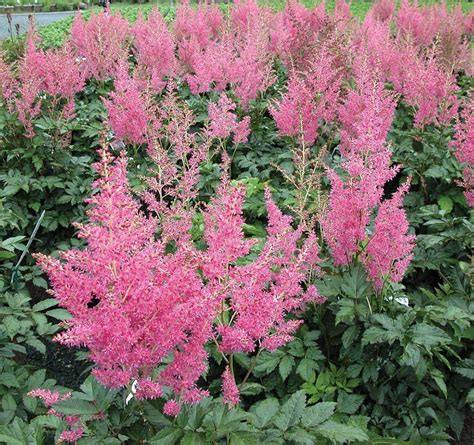 Rheinland Astilbe Bright Pink Shade Perennial Live Plant Quart
