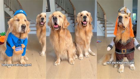 Golden Retrievers Try On Halloween Costumes To See If They Still Fit
