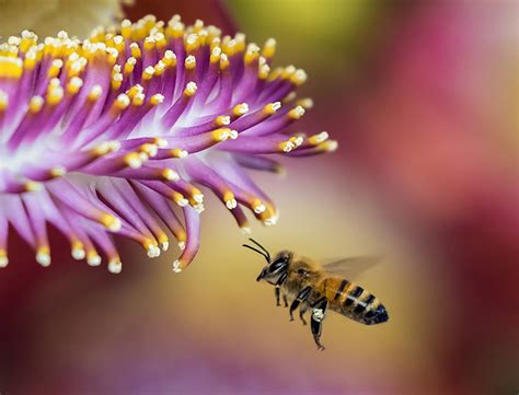 Why Do Bees Pollinate Flowers Archives Plant Sentry