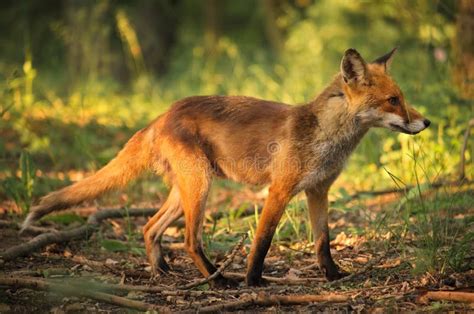 Red Fox Stock Photo Image Of Summer Scene Forest 123379576