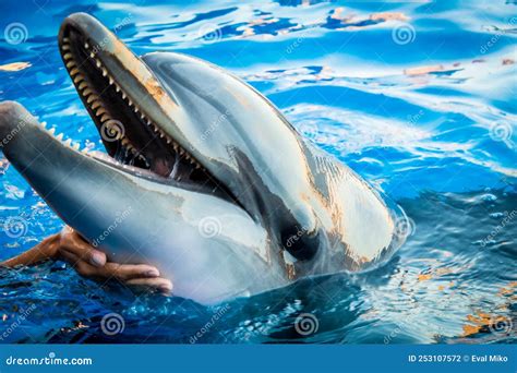 Dolphin Smile In Water Scene With Hand Under Throat Stock Photo Image