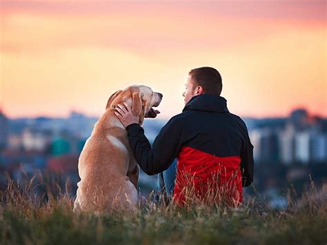 Pet Advice These Are 4 Surefire Signs Your Dog Trusts You