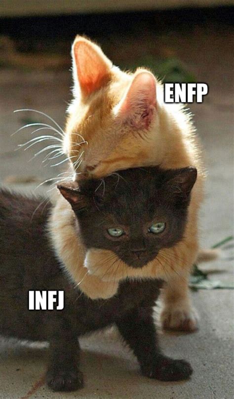 Thats About Right For Me An Infj Cute Cats And Kittens Baby Cats