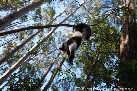 How Lemurs Fight Climate Change